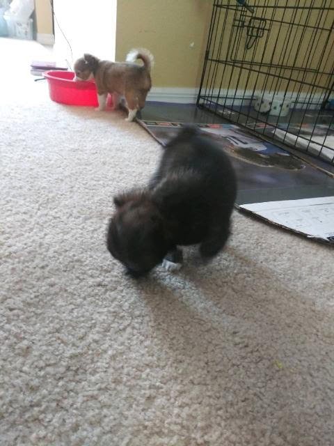 Puppies 7-10-19.jpg 4.jpg