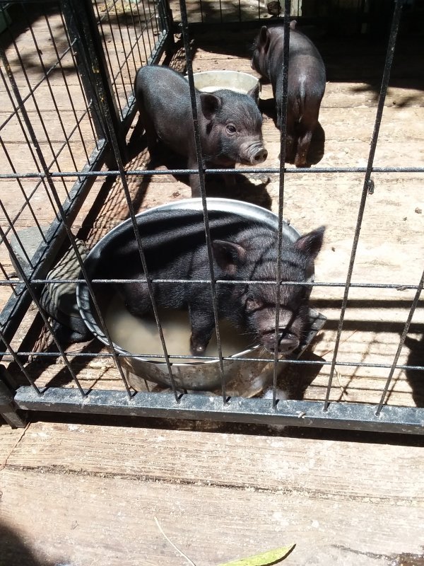 Piglets for sale