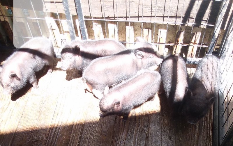 piglets for sale3.jpg