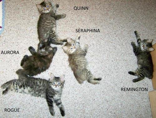 Quinn_Seraphina_Remy_Rogue_Aurora_gl_cl_NAMES.jpg