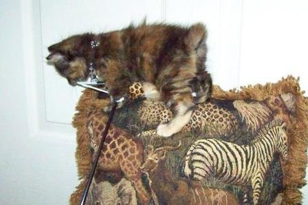 Andromeda_6wk_top_of_pillow_cl.jpg