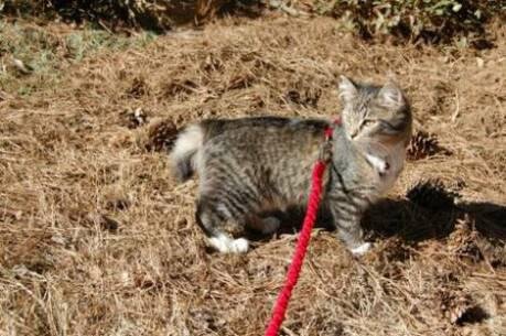 Virginia leash.jpg Virginia leash.jpg