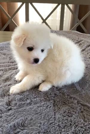 Pup - 9.jpg