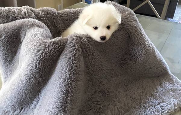 Pup - 7.jpg