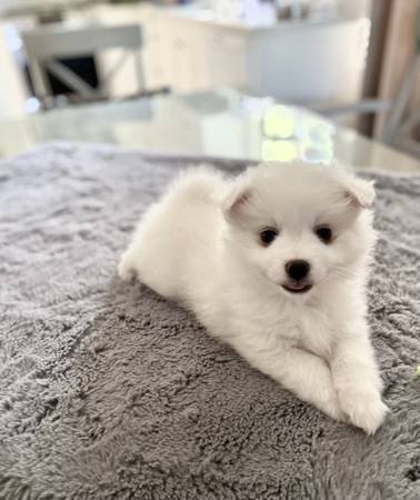 Pup - 2.jpg