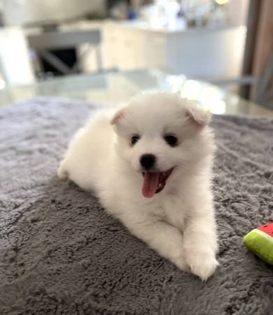 Pup - 3.jpg