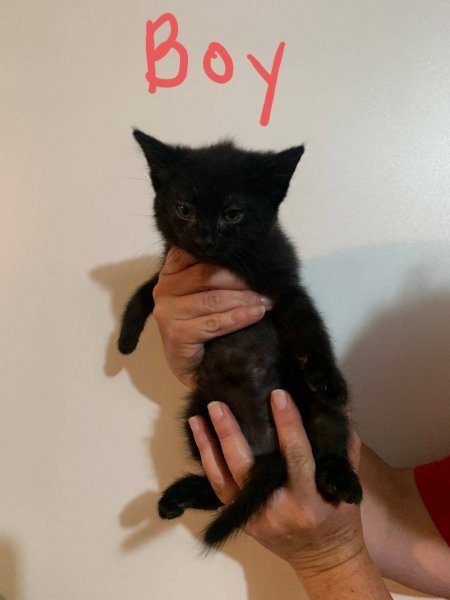 Black Kitty Boy b.jpg Black Kitty Boy b.jpg