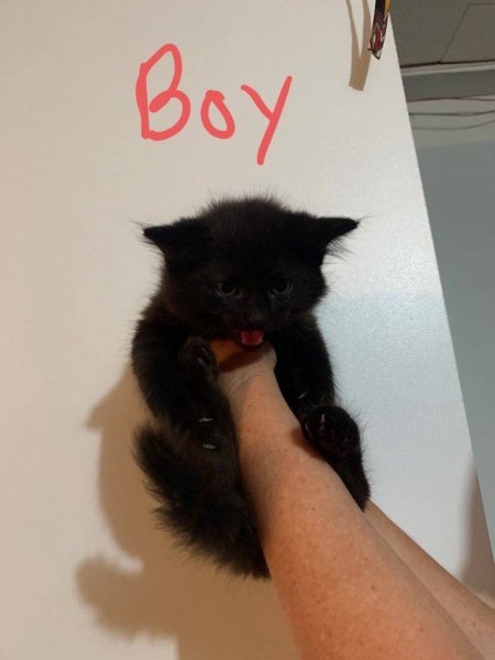 Black Kitty Boy a.jpg