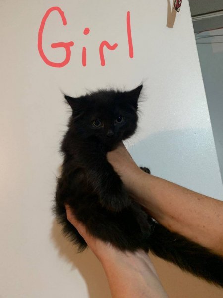 Black Kitty Girl.jpg