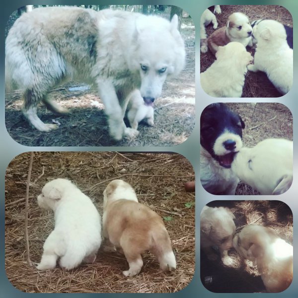 CollageMaker_20210805_094932099.jpg