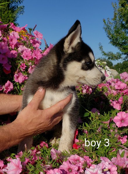 James Husky b3 (2).jpg