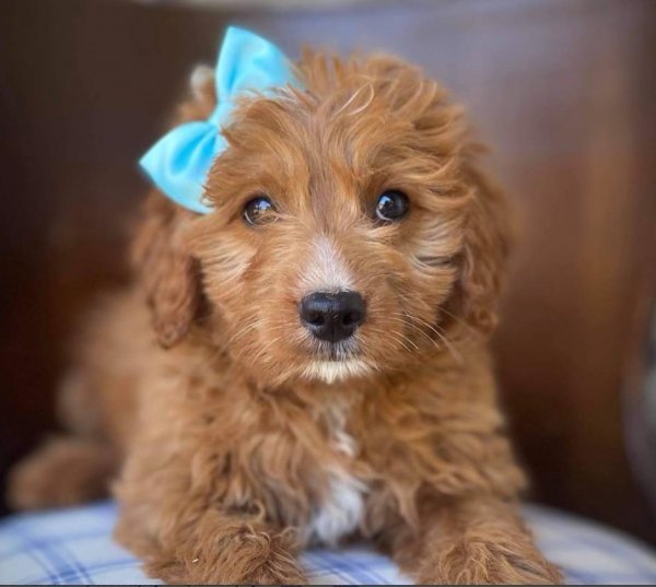 Our Doggie.jpeg Our Doggie.jpeg