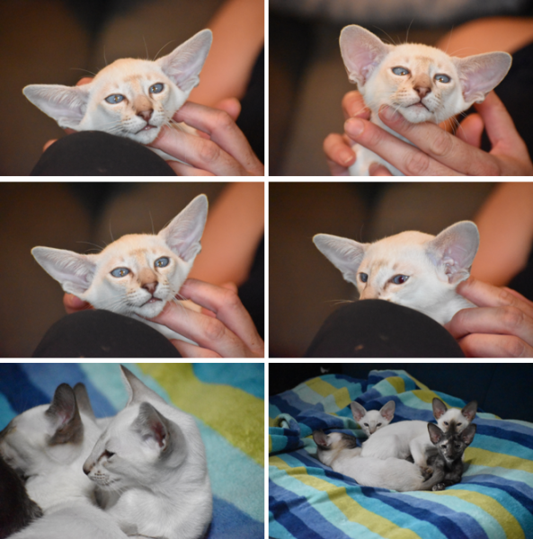 Lilac slv pt.png Lilac slv pt.png