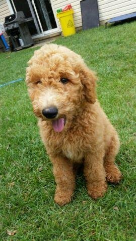 golden-doo.jpg golden-doo.jpg