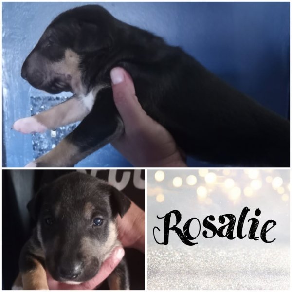 Rosalie.jpg Rosalie.jpg