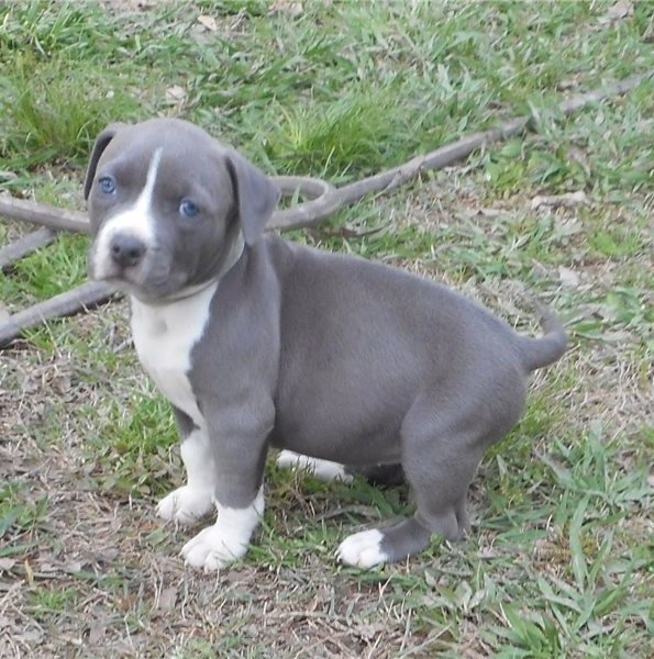 American Staffordshire Terrier.jpg