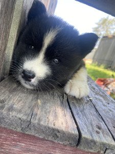 willow4.jpg