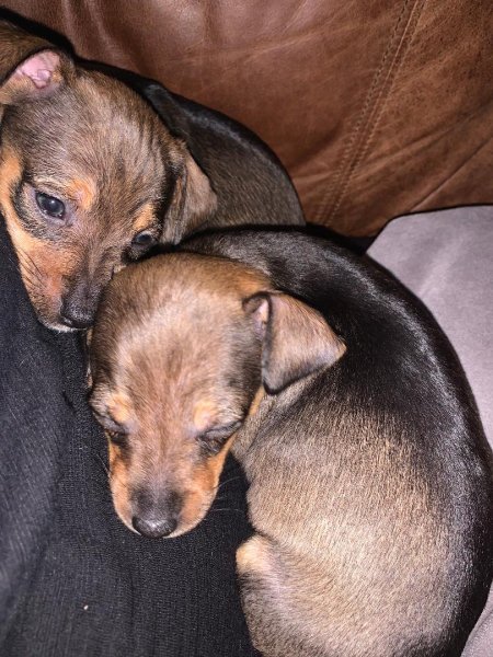 pups 4.jpg pups 4.jpg