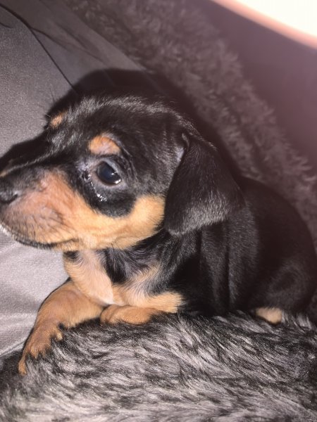 pups 3.jpg pups 3.jpg