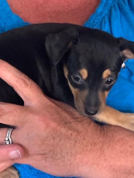 pup 5.jpg pup 5.jpg