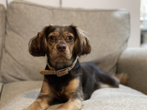 Tilly 3.jpg Tilly 3.jpg