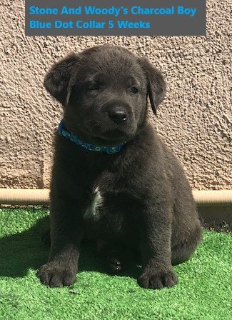 Blue Dot Collar Charcoal Boy 5 Weeks - Copy.jpg
