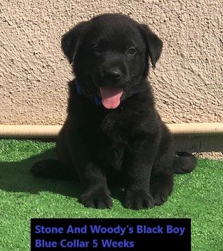 Blue Collar Black Boy 5 Weeks - Copy.jpg