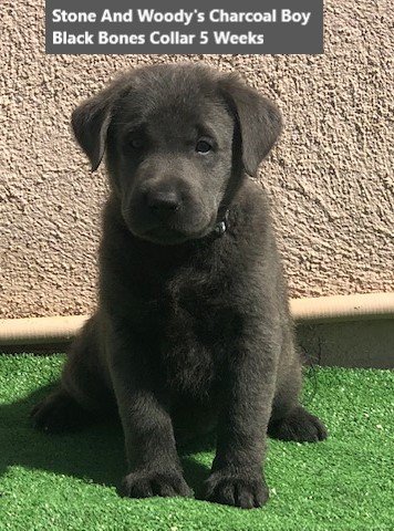 Black Bones Collar Charcoal Boy 5 Weeks - Copy.jpg