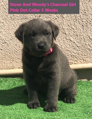 Pink Dot Collar Charcoal Girl 5 Weeks - Copy.jpg