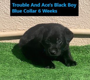 Blue Collar Black Boy 6 Weeks - Copy.jpg