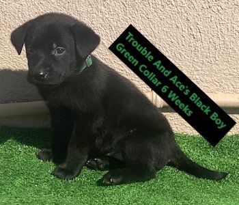 Green Collar Black Boy 6 Weeks - Copy.jpg