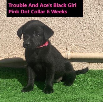 Pink Dot Collar Black Girl 6 Weeks - Copy.jpg