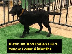 Girl Yellow Collar 4 Months #8 - Copy.jpg