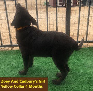 Yellow Collar Girl 4 Months #5 - Copy.jpg