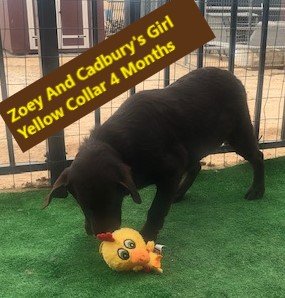 Yellow Collar Girl 4 Months #9 - Copy.jpg