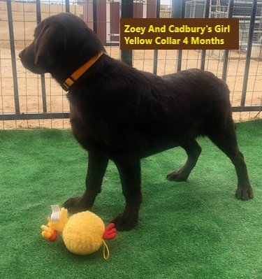 Yellow Collar Girl 4 Months #14 - Copy.jpg