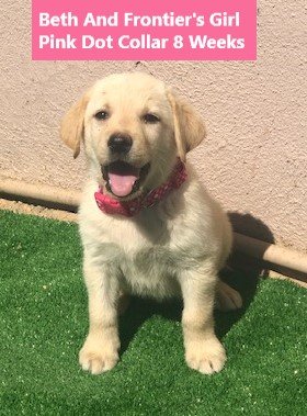 Girl Pink Dot Collar 8 Weeks #1 - Copy.jpg