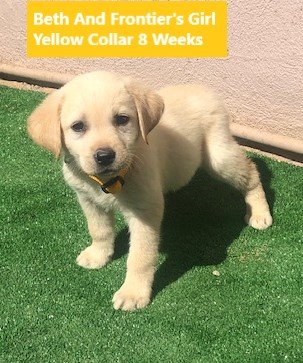 Girl Yellow Collar 8 Weeks #1 - Copy.jpg