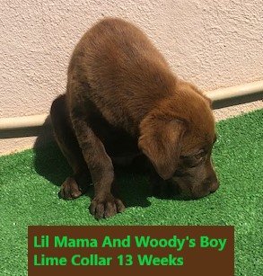 Lime Collar Chocolate Boy 13 Weeks #1 - Copy.jpg