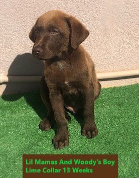 Lime Collar Chocolate Boy 13 Weeks #3 - Copy.jpg