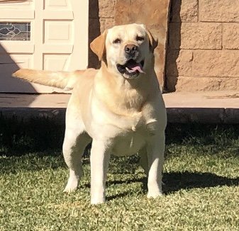 Diesel #2.jpg