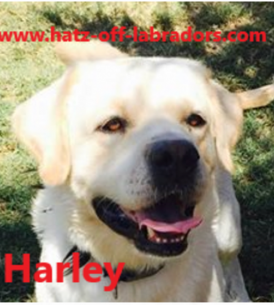 Harley.png