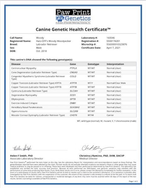 Woody Canine Genetic Health Certificate P1.jpg