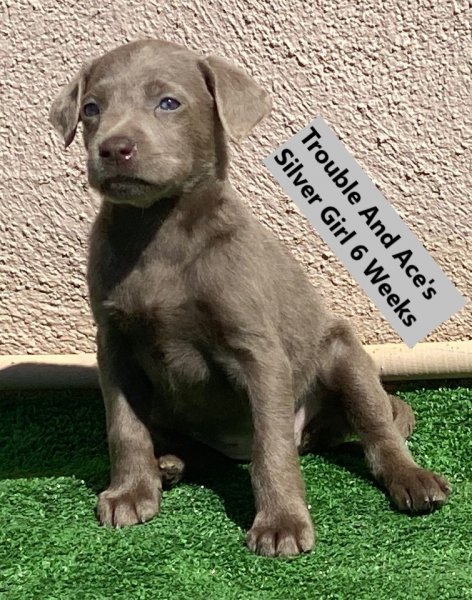Silver Girl 6 Weeks - Copy.jpg