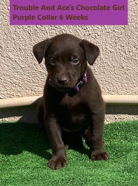 Purple Collar Chocolate Girl 6 Weeks - Copy.jpg