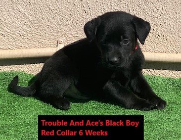 Red Collar Black Boy 6 Weeks - Copy.JPG