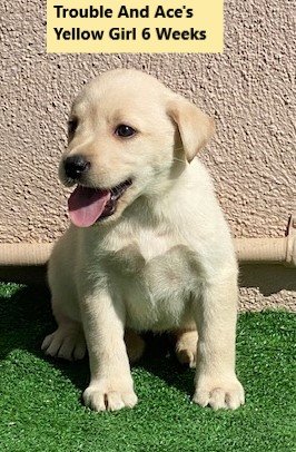 Yellow Girl 6 Weeks - Copy.jpg