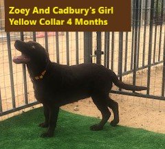 Yellow Collar Girl 4 Months #26 - Copy.jpg