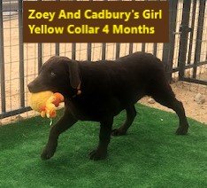 Yellow Collar Girl 4 Months #32 - Copy.jpg