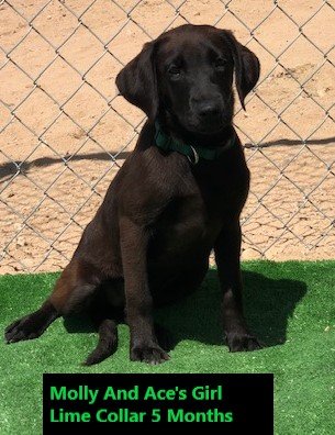 Lime Collar Girl 5 Months #3 - Copy.jpg